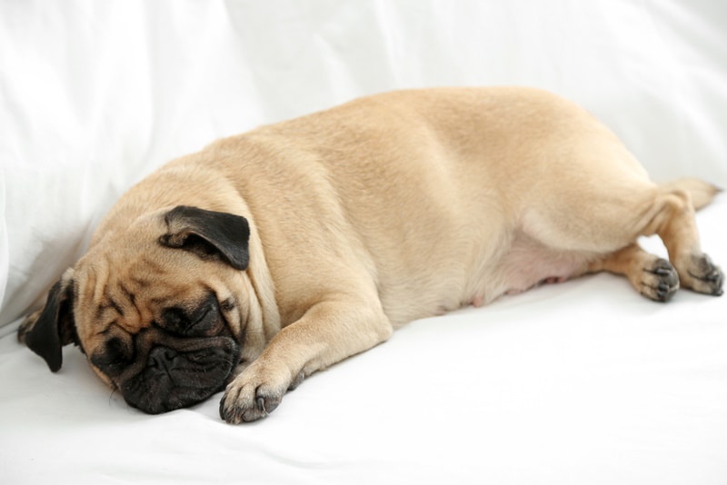 pug dog sleeping in bed