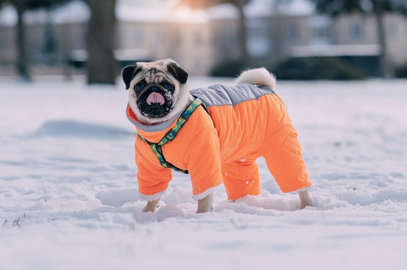 pug dog wearing jacket in snow