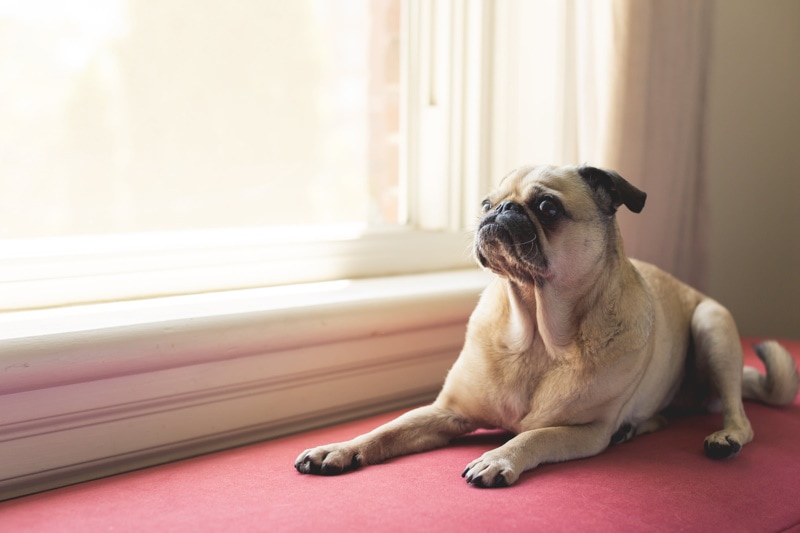 pug lying near window