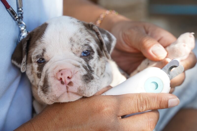 Merle Pitbull puppy nail clipping, cutting nails, nail trim