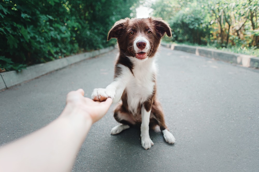 puppy Border Collie gives paw