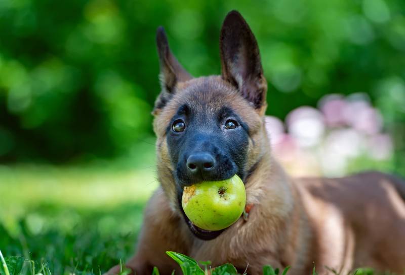 con chó con với quả táo xanh trong miệng