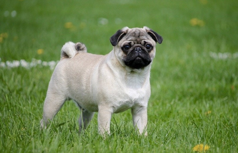 pug standing outside