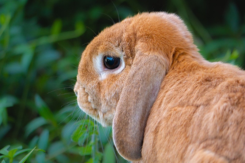 rabbit