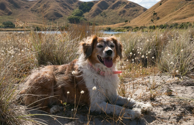 red and white welsh sheepdog sitting on sand dunes