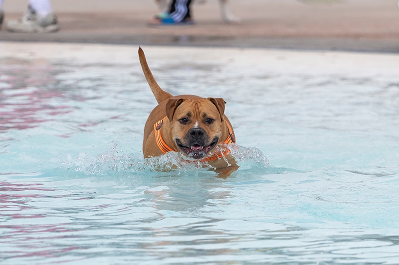 red pitbull swimming in the pool