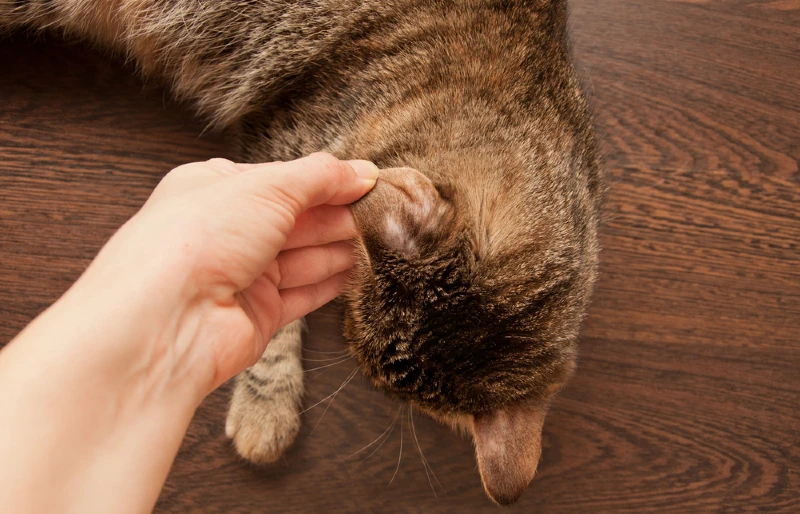 ringworm on cat ear