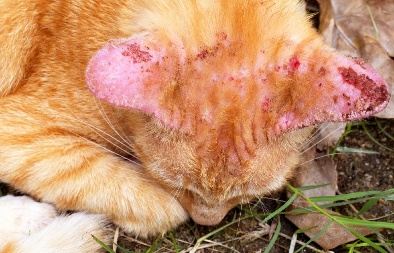 ringworm on cat's ears