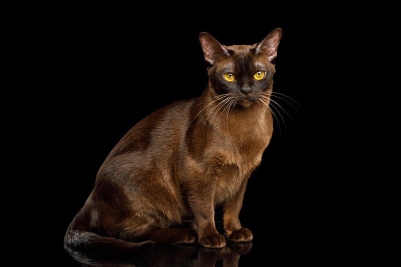 sable burmese cat sitting