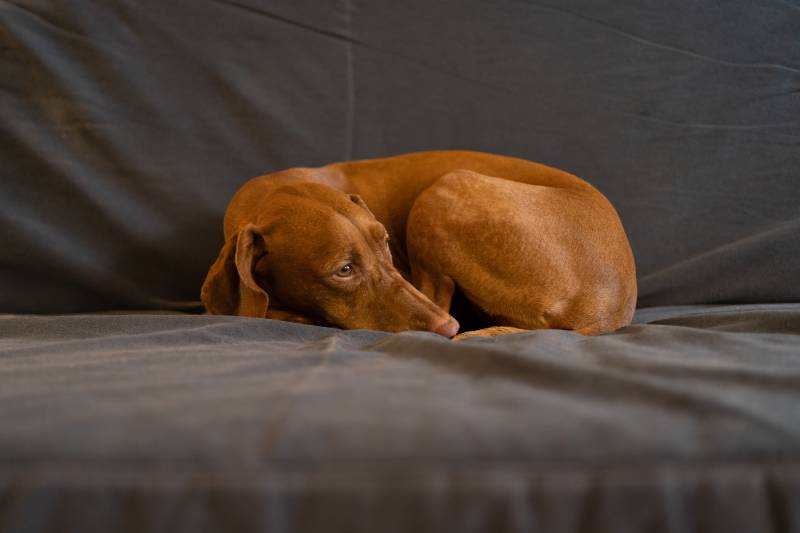 sad wirehaired vizsla dog