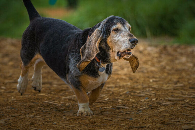 10 Common Basset Hound Health Issues to Watch Out For (Vet Answer) Hepper