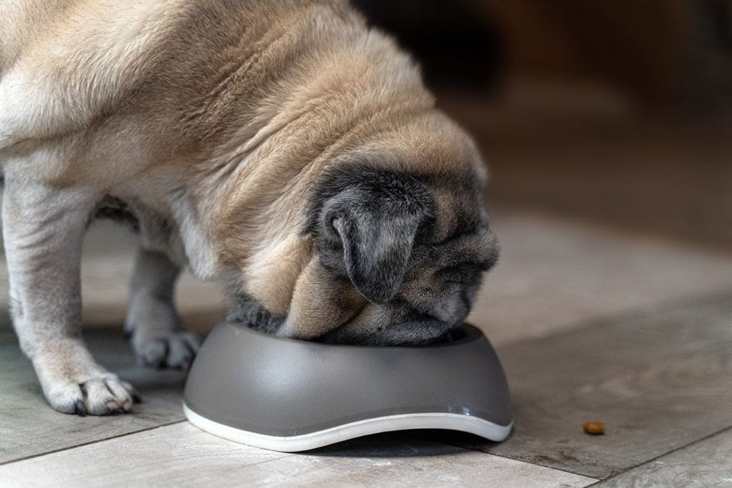 pug cao cấp ăn
