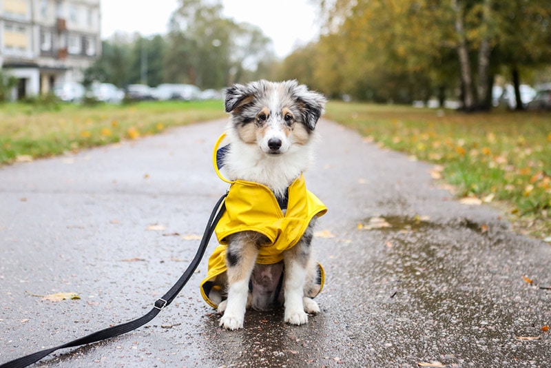 sheltie puppy wearing yellow rain coat jacket