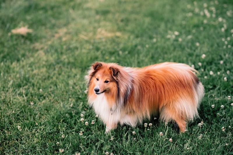 shetland sheepdog in the grass