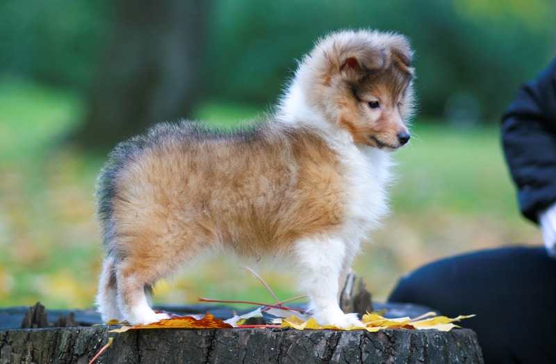 shetland sheepdog puppy
