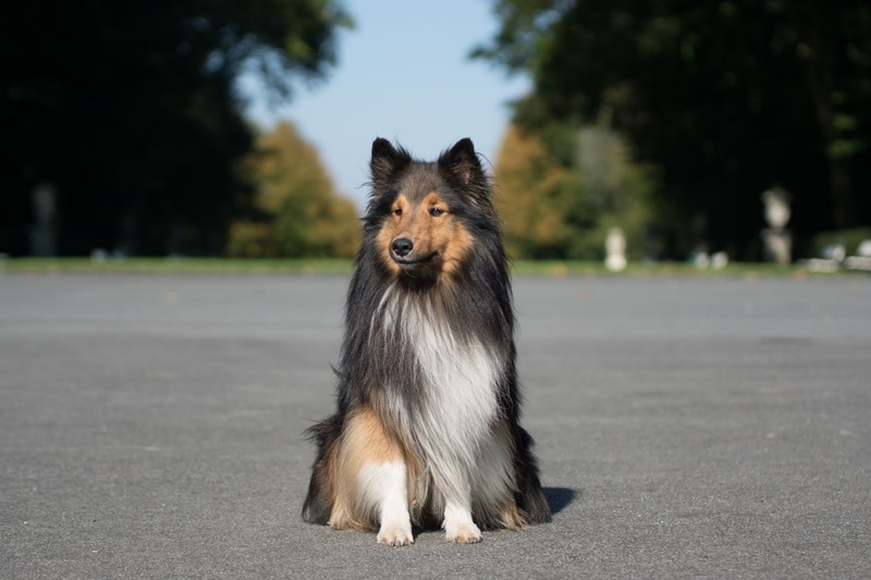 shetland sheepdog sitting