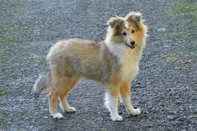 shetland sheepdog standing outdoor