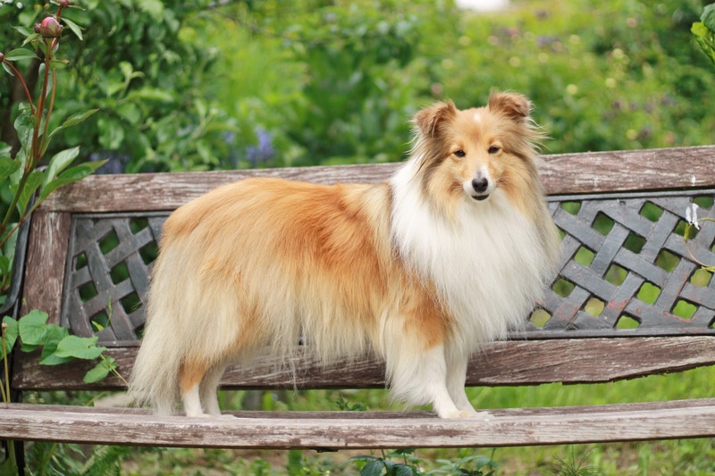 shetland sheepdog standing