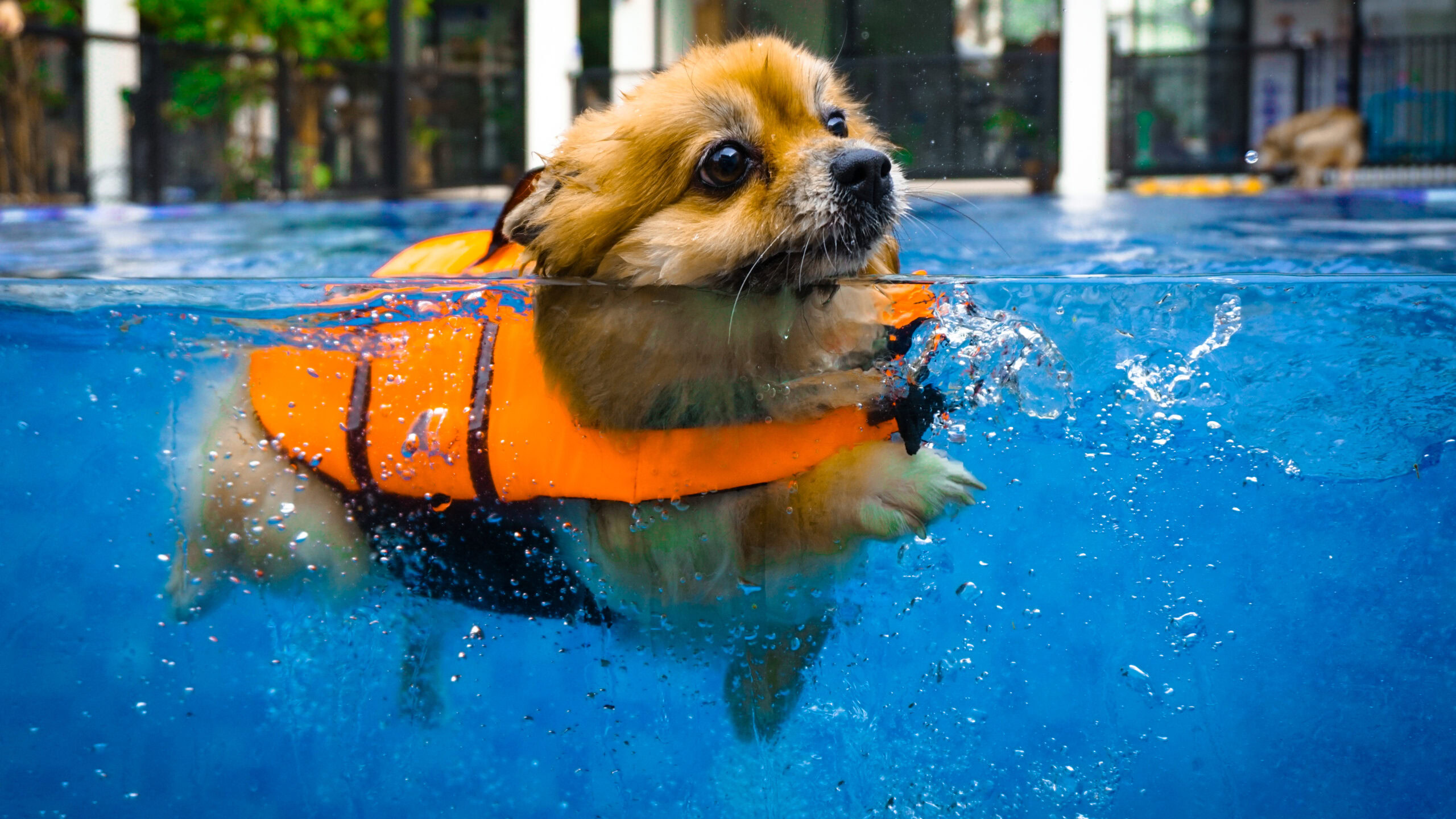 A smiley cute dog, brown petite Pomeranian, is swimming with the orange lifeguard jacket in the new blue pool