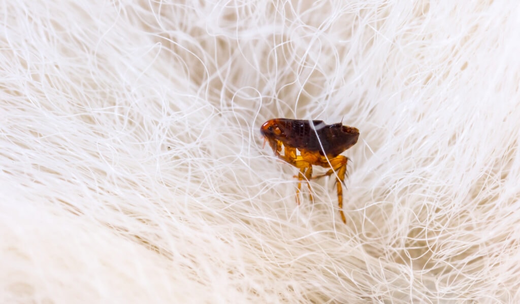 Adult flea in fur