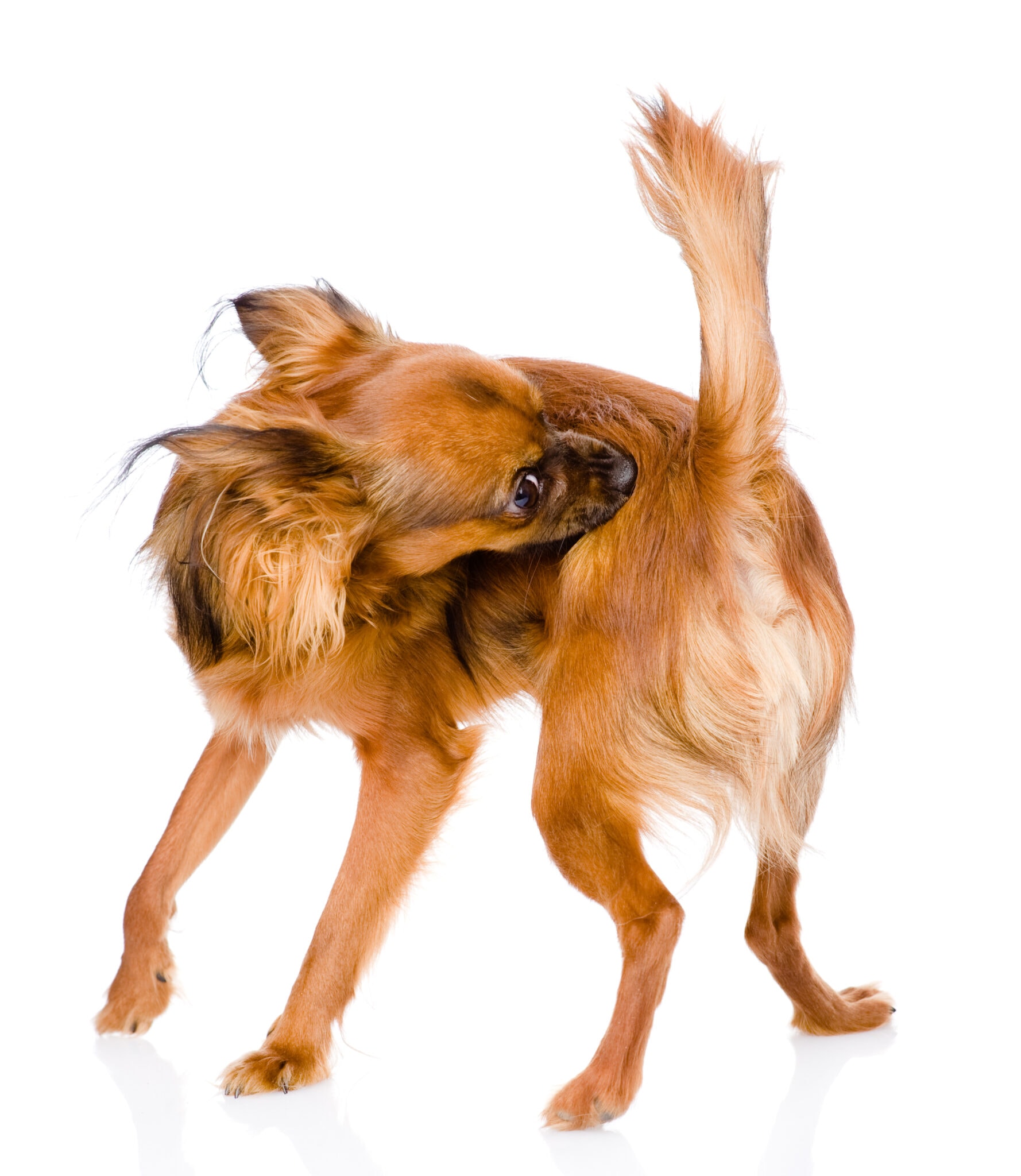 Does Baby Powder Kill Fleas? Vet Reviewed Safety and Effectiveness Hepper