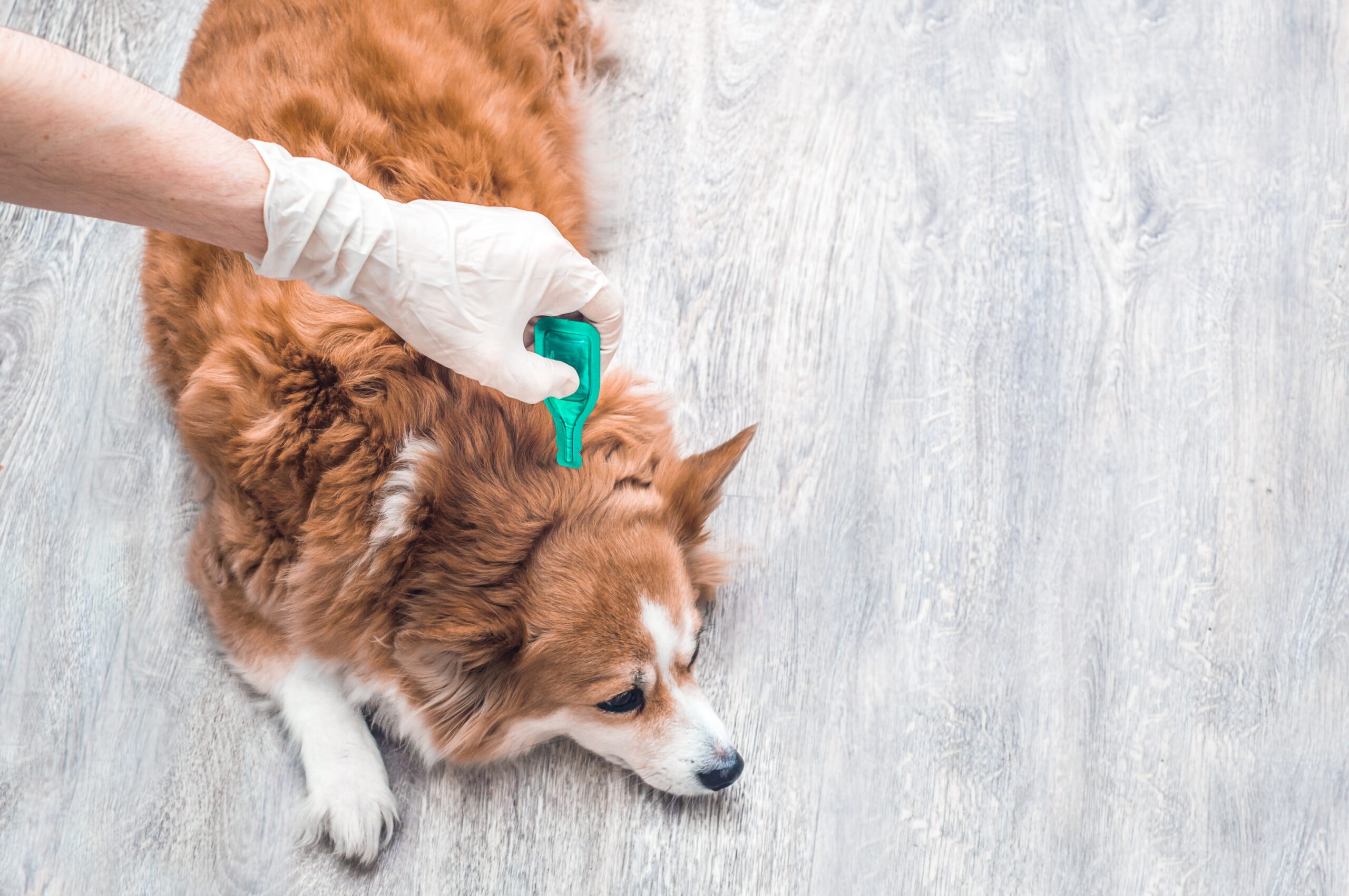 Applying flea drops to a dog with gloves