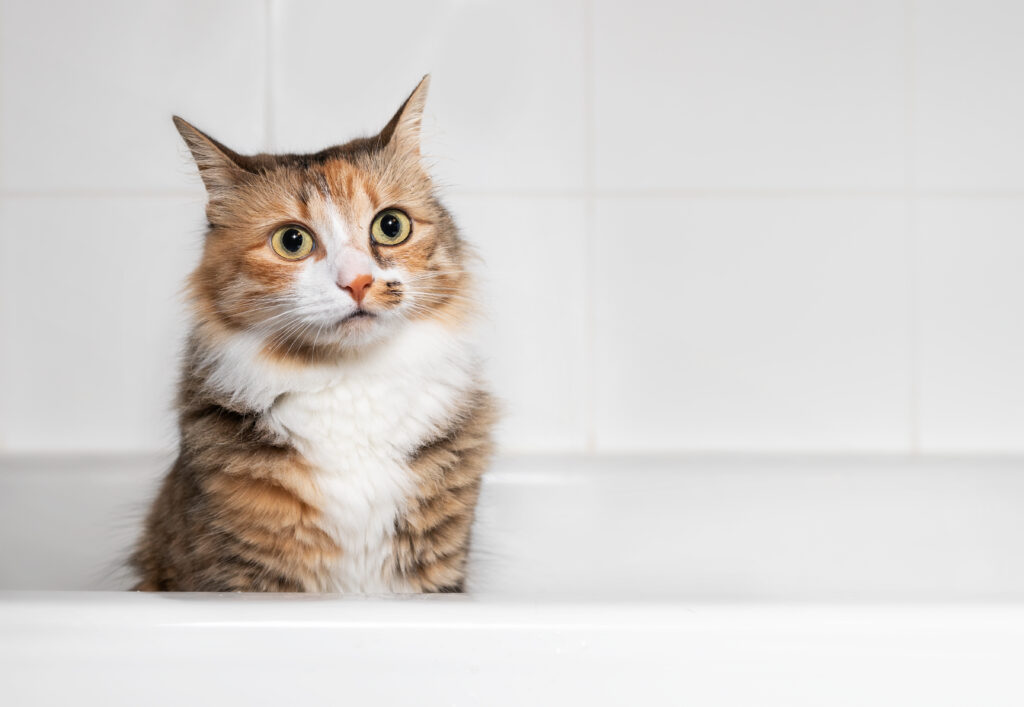 Cat Sitting In Bathtub