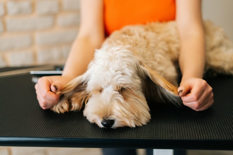 adorable curly Labradoodle dog