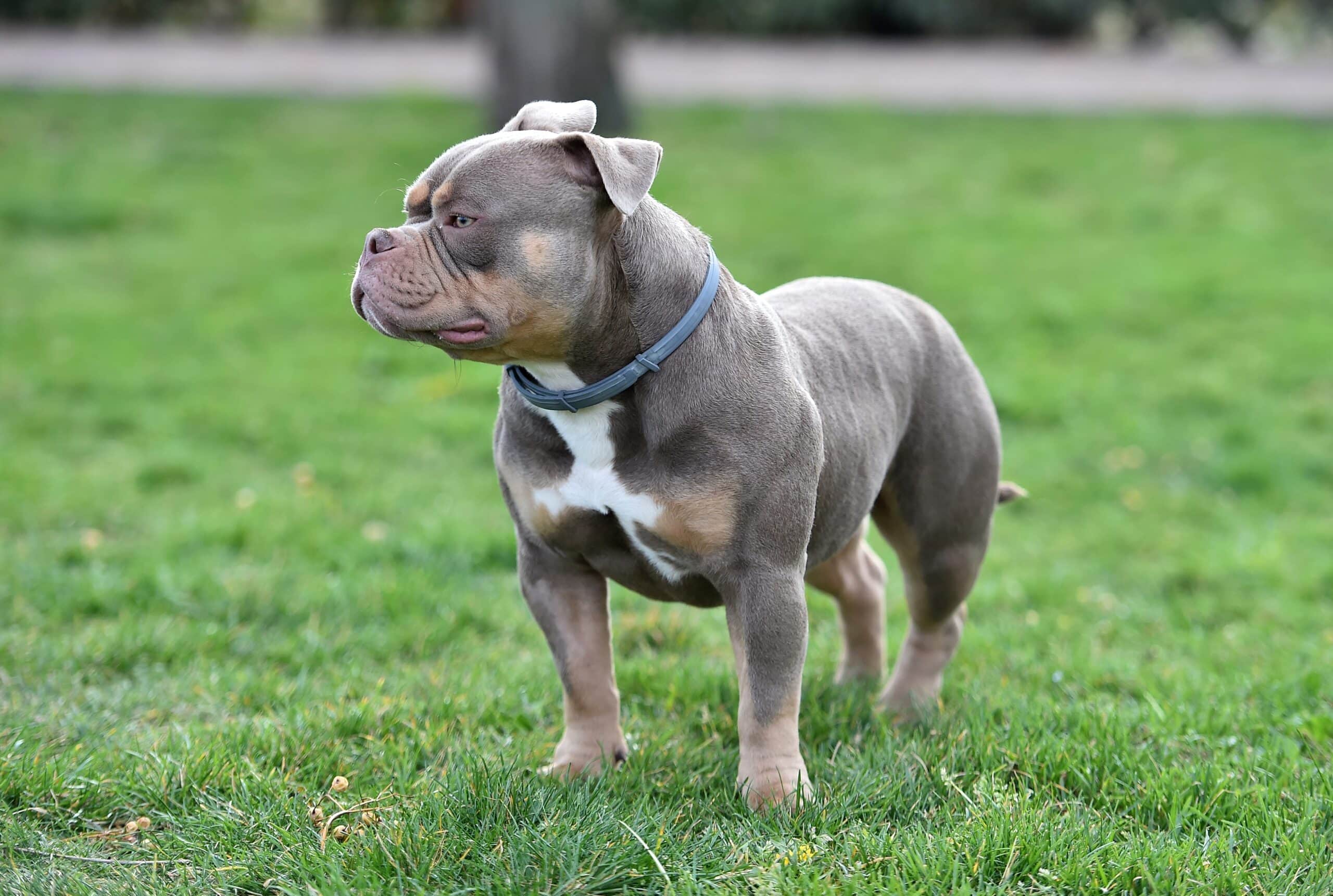 Chamuco Pit Bull Dog in the field
