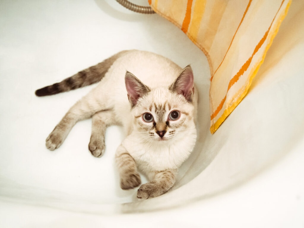 White Cat Lies In A Bathtub
