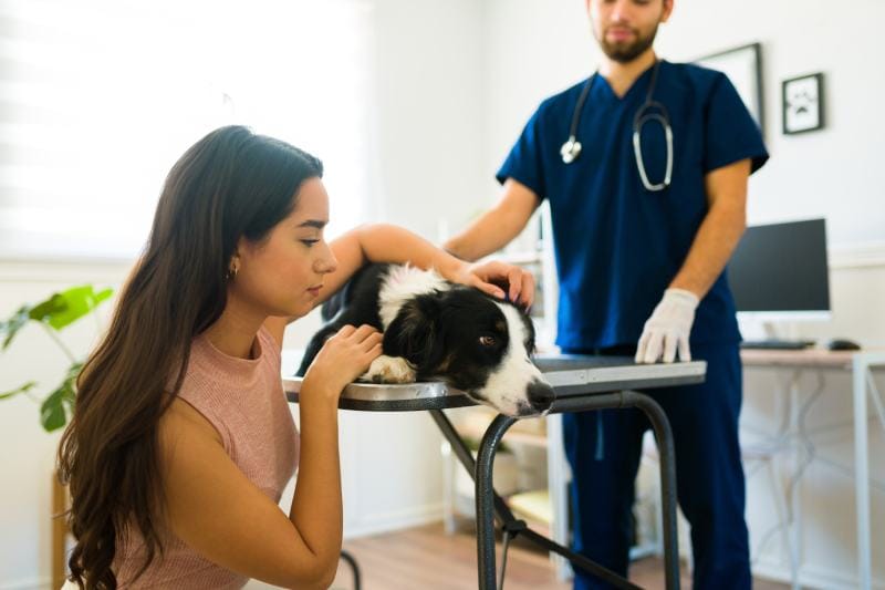 sick border collie dog at the vet clinic