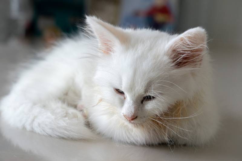 sick little white kitten with feline panleukopenia lying on the floor with sad eyes