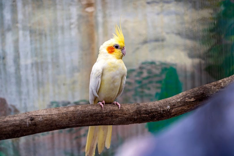 side view of a young male cockatiel
