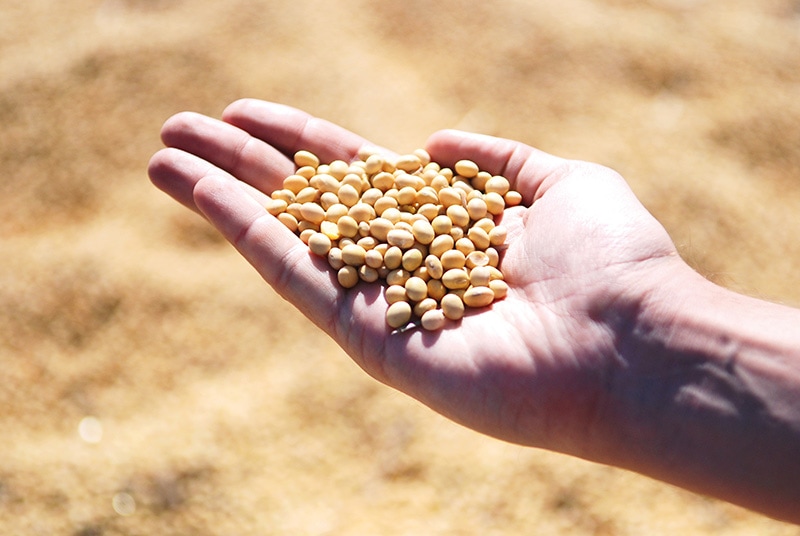 soybeans on a person's hand