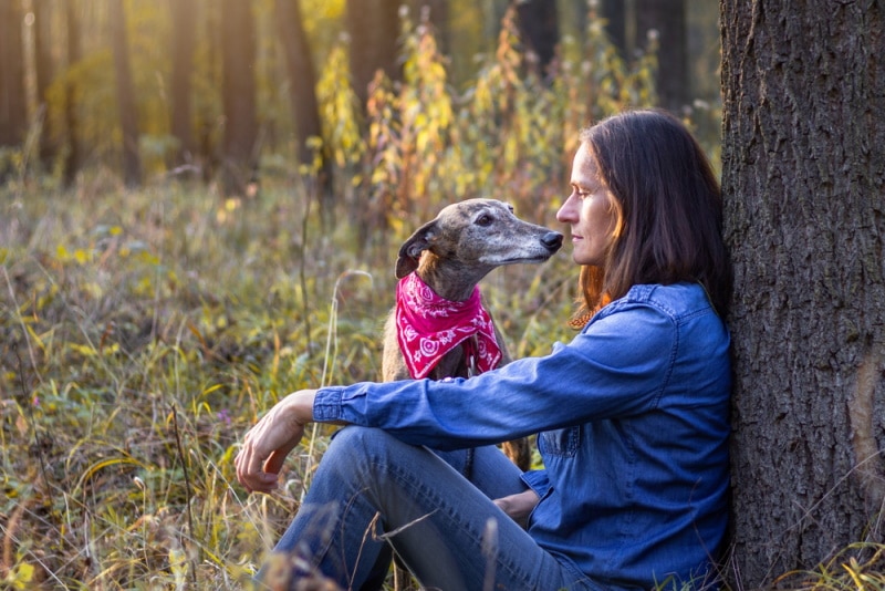 spanish greyhound dog with his owner