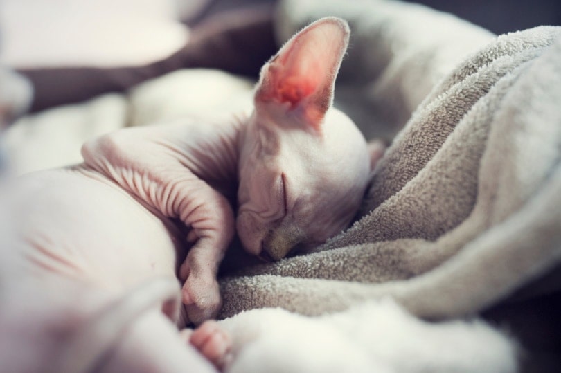 mèo sphynx đang ngủ