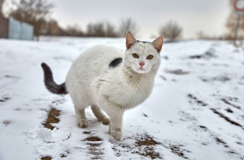 stray cat out in the snow during winter