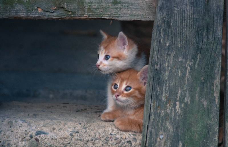 stray kittens hiding in an enclosed place