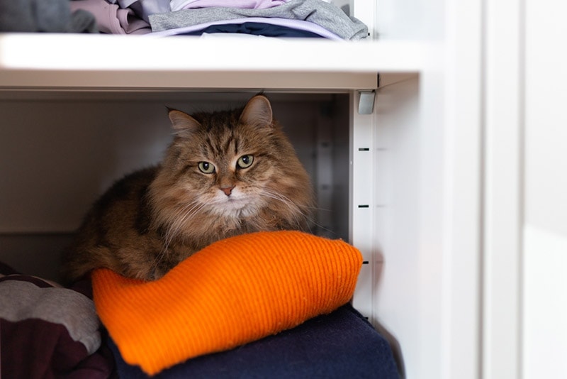 tabby cat hiding in closet