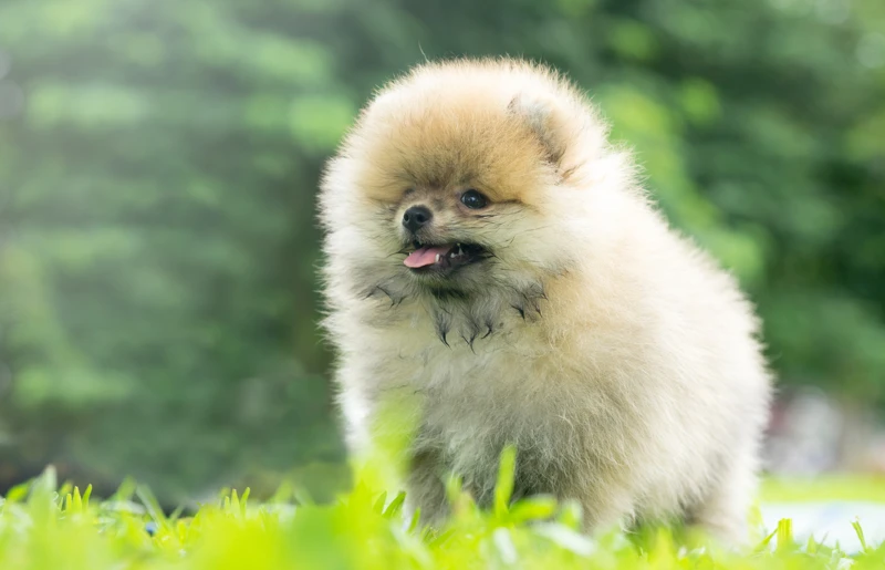 teacup pomeranian on grass