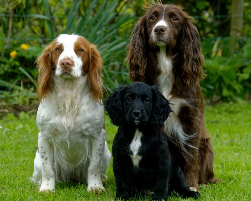 three cocker spaniel dogs in the grass