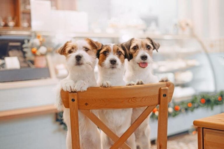 How Long Do Jack Russell Terriers Live? Average Lifespan, Data & Care Hepper