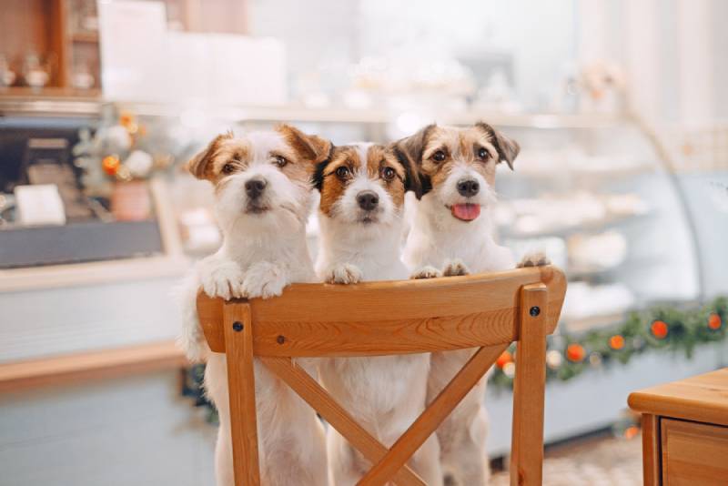 three jack russell terrier dogs in a cafe