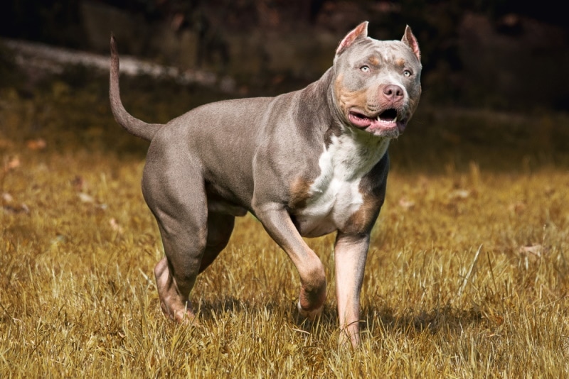 tricolor american bully standing on the grass