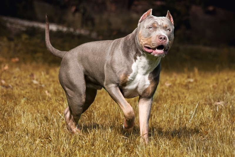 Champagne tri color sales pitbull