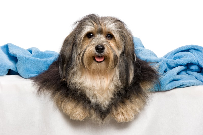 tricolor havanese dog in a bed