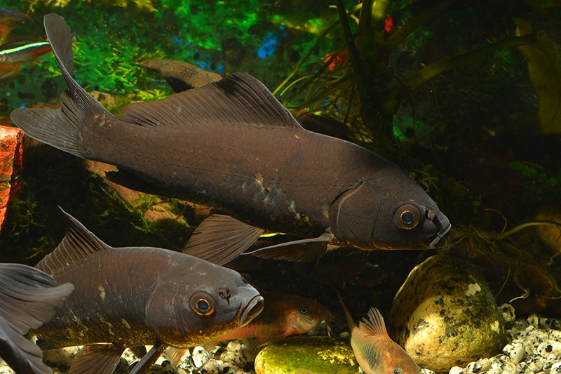 two black koi inside the tank