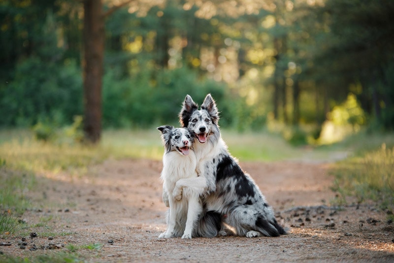 two border collie dogs hugging each other