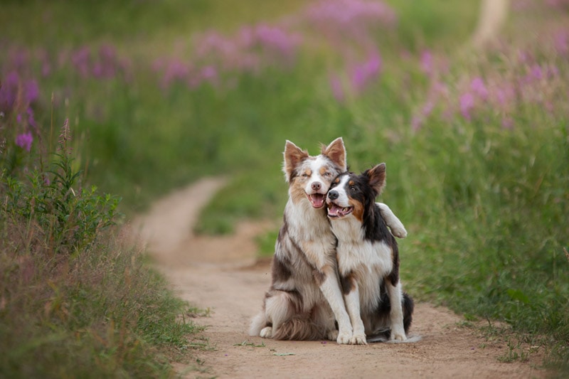 two border collies hugging in the studio