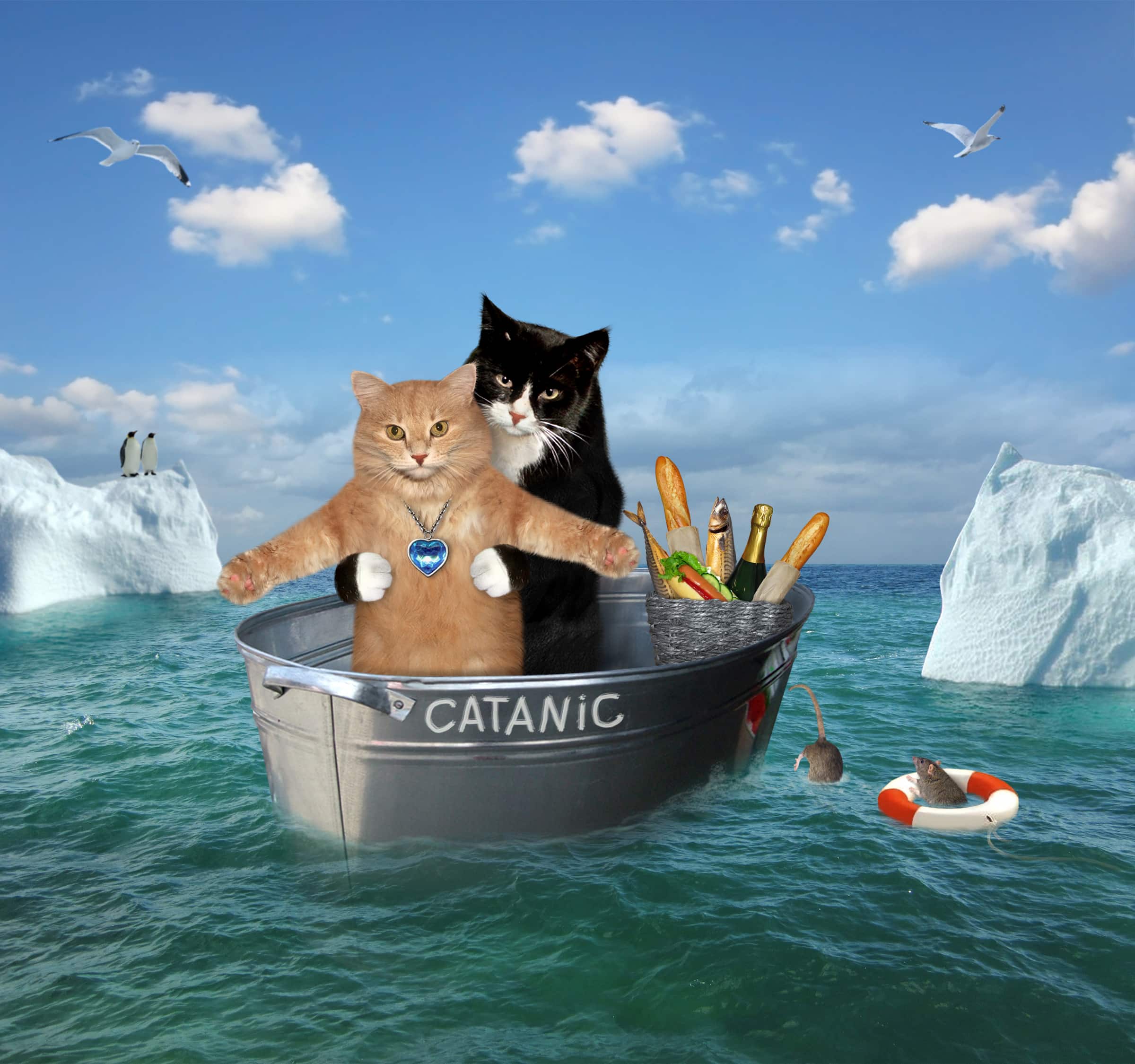 How Many Cats Were on the Titanic? Historical Accounts | Hepper